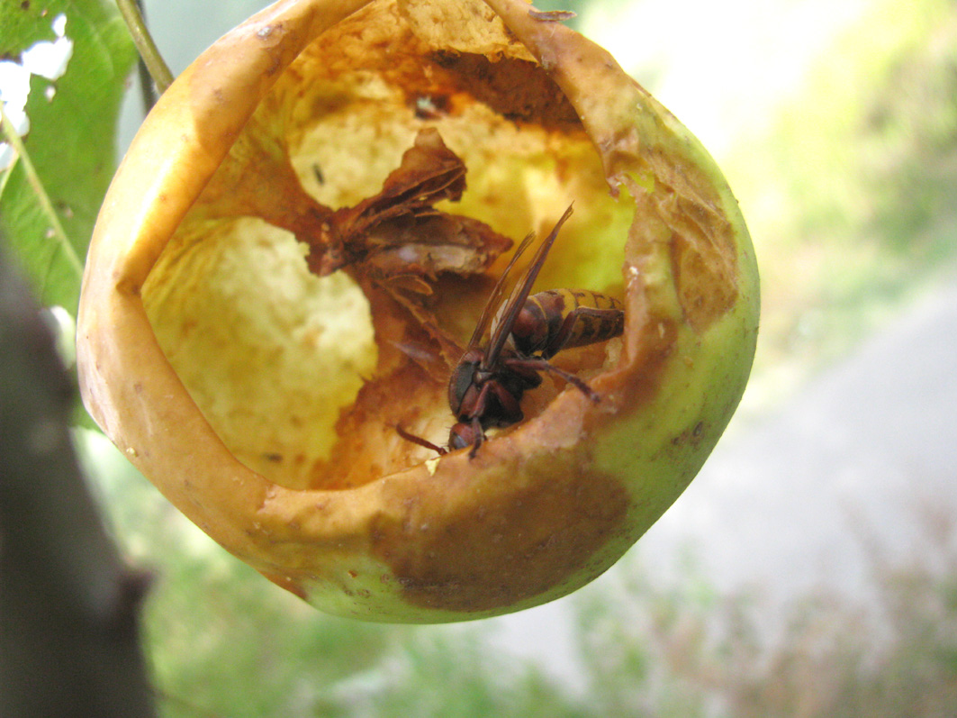 ghiottone di mela: Vespa crabro (Vespidae)